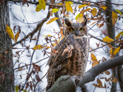 Great Horned Owl 