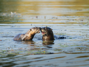 Oof! Right in the Nose