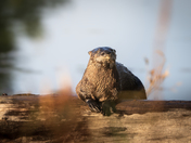 Otter in the Sun