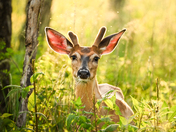 Shenandoah National Park