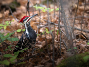 A Pileated Pause