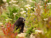 Vancouver Island Marmot