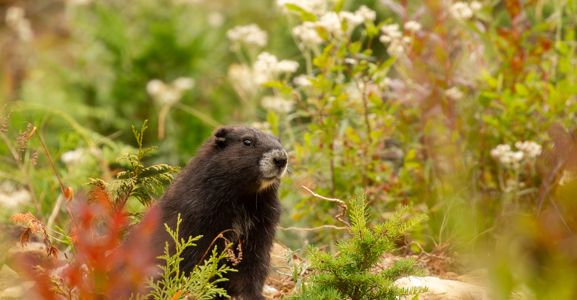 Vancouver Island Marmot