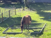 Cumberland Island National Seashore