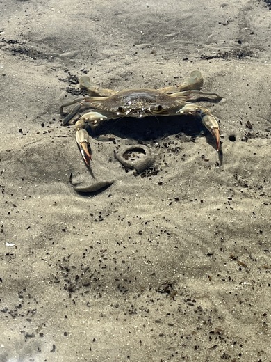 Cumberland Island National Seashore