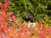 Vancouver Island Marmot