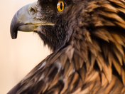 Golden Eagle Eye