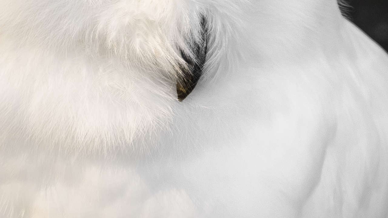 Stunning Snowy