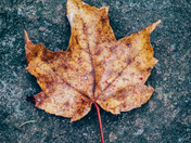 Quintessential Canadian