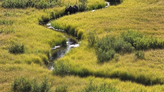 Yellowstone National Park