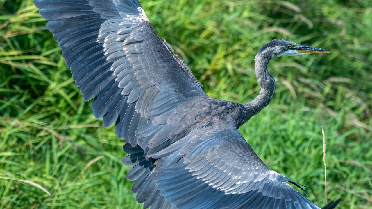 Great Blue Take off