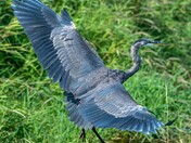 Great Blue Take off