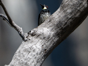 Yosemite National Park