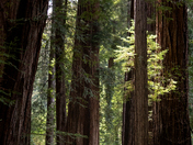 Redwood National Park
