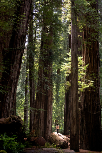 Redwood National Park
