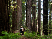 Redwoods National Park