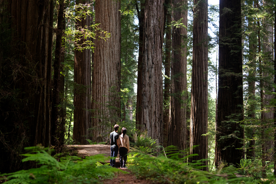 Redwoods National Park