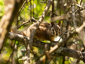 Pinnacles National Park