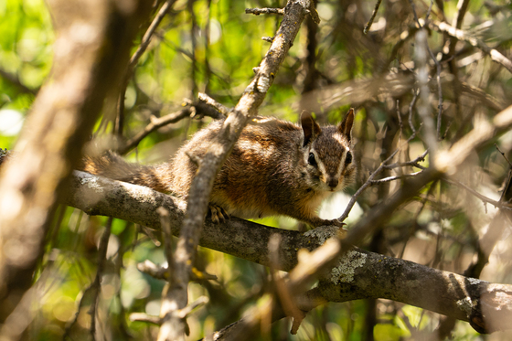 Pinnacles National Park