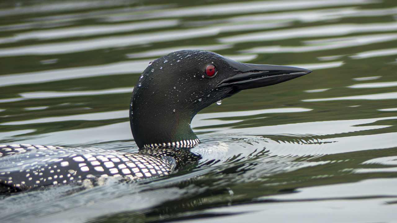 Portrait of A Loon