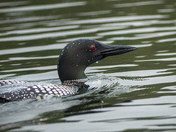Portrait of A Loon