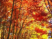 Bald Mountain Recreation Area