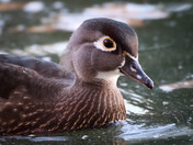 Wood Duck