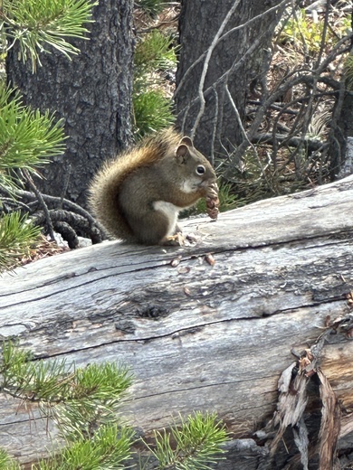 Yellowstone National Park 