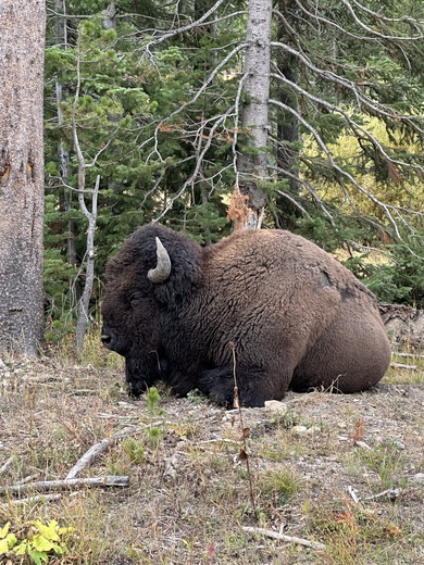 Yellowstone National Park 