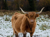Handsome Highland Cow