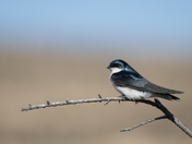 Tree Swallow