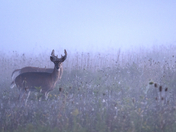 Oh wait, is that a Doe or a Buck?!! 