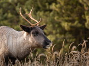 Morning Caribou