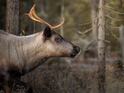 Caribou