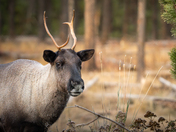 Fall Caribou