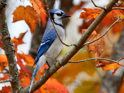 Blue Jay and Sugar Maple