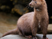 Curious mink