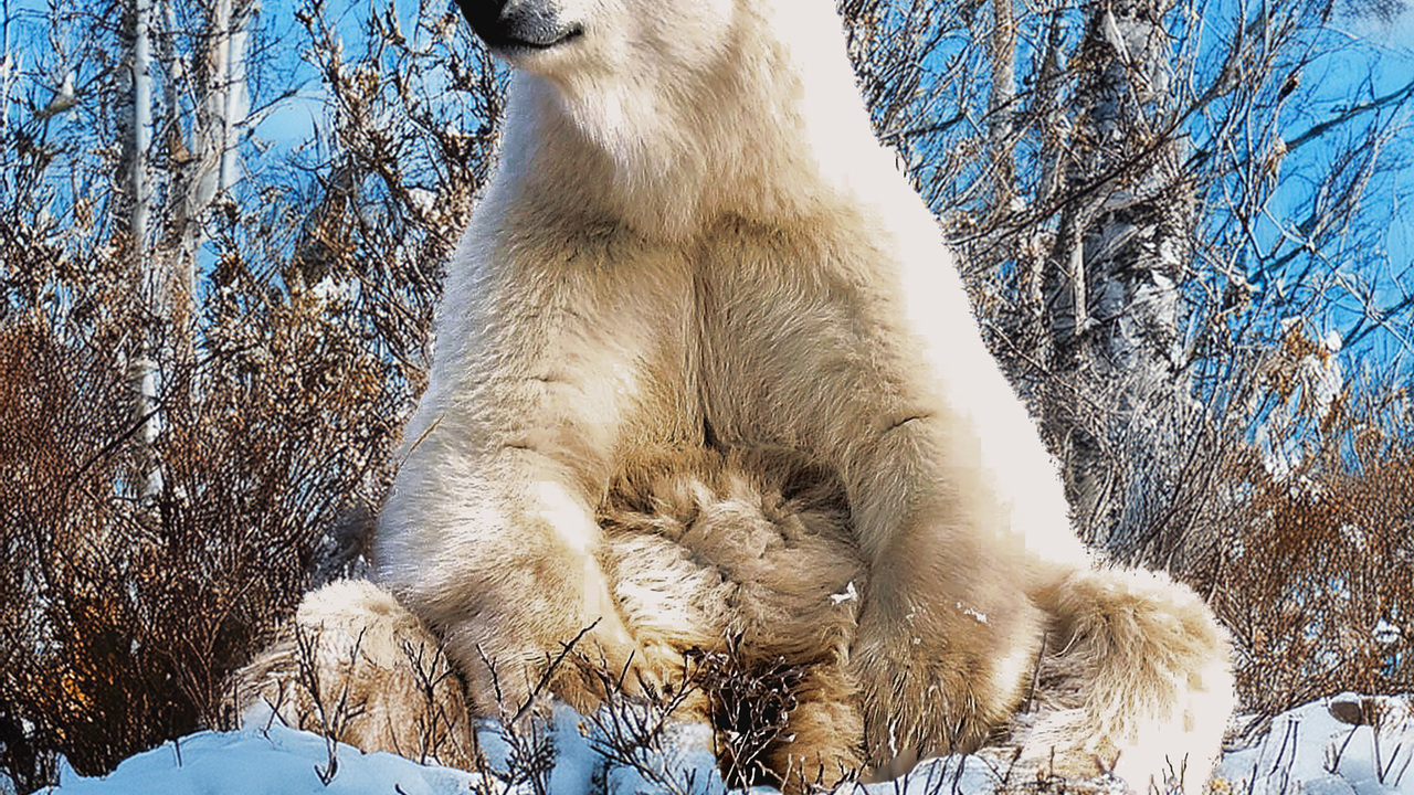 Polar Bear at Churchill