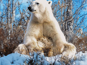 Polar Bear at Churchill