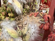 Milkweed 