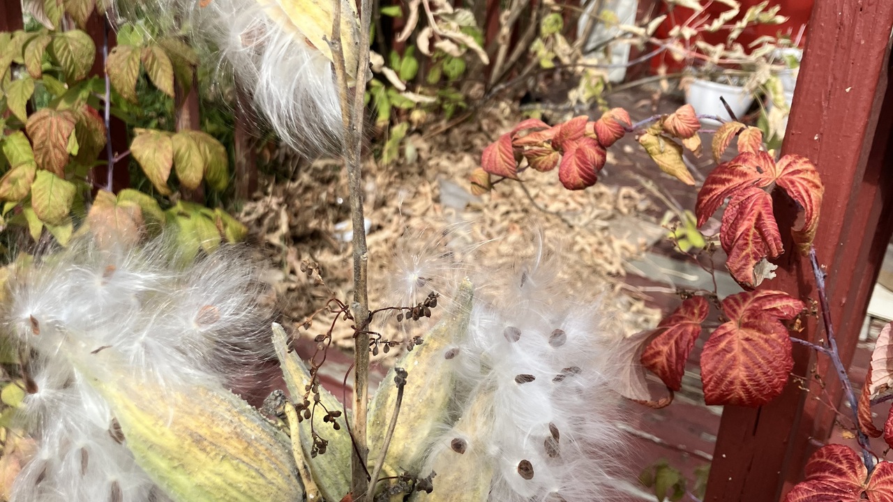 Milkweed