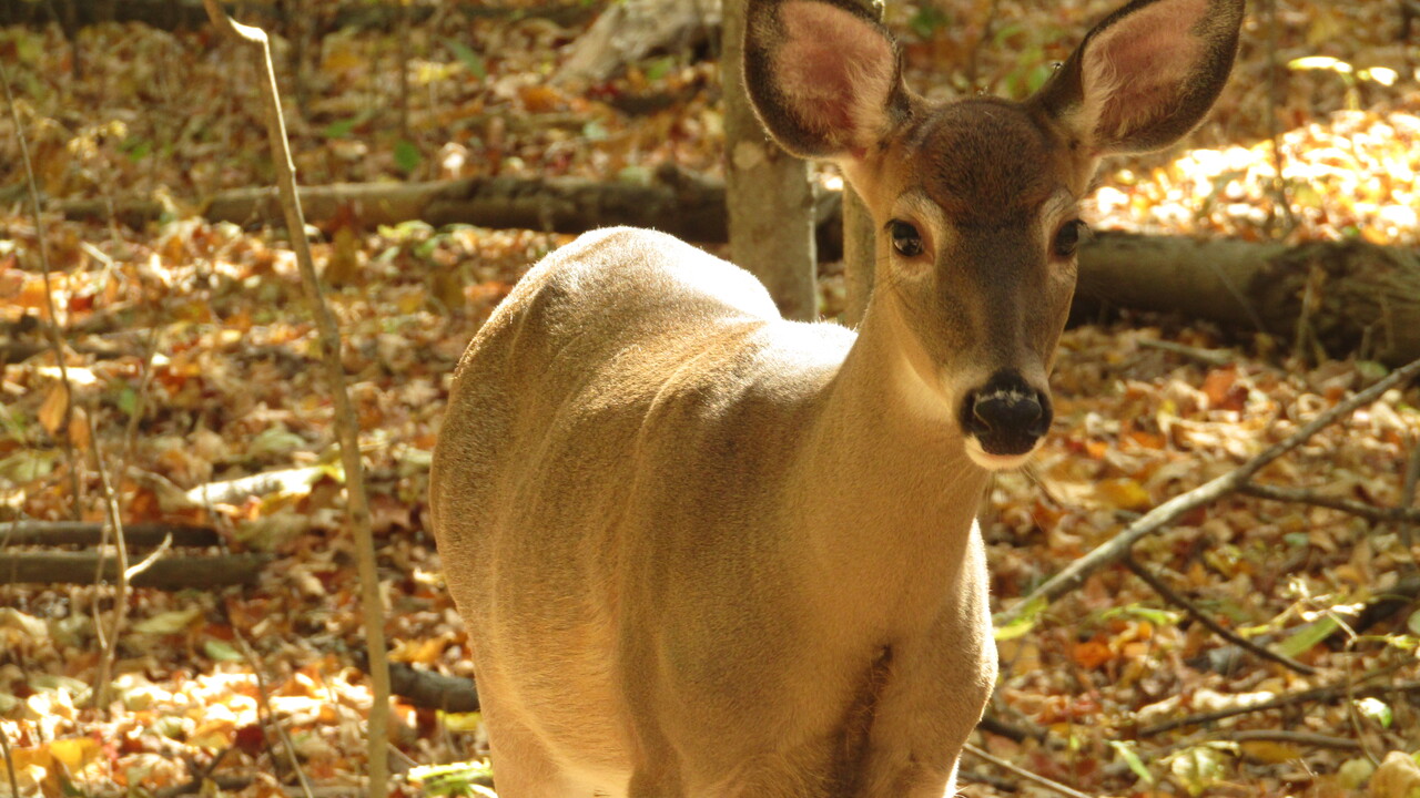 Curious Whitetail