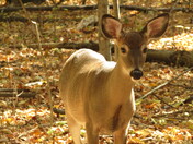 Curious Whitetail