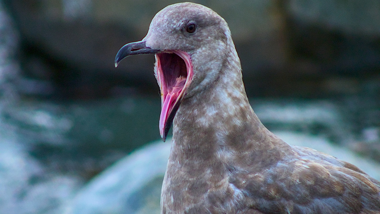 Young Western Gull