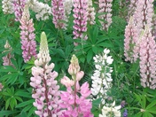 Lupines