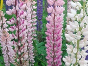 Lupines