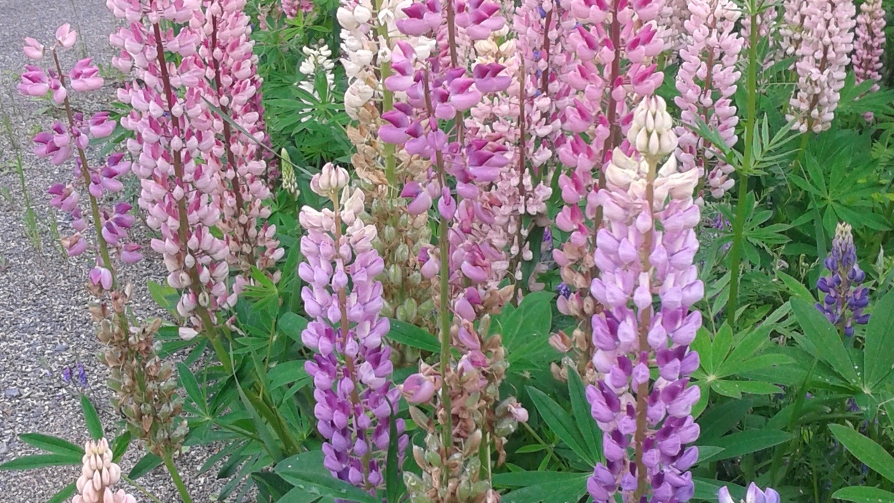 Lupines