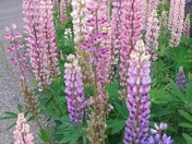 Lupines
