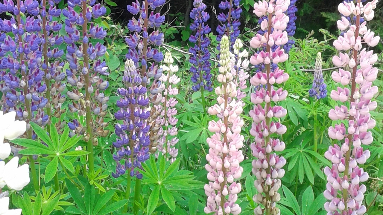 Lupines
