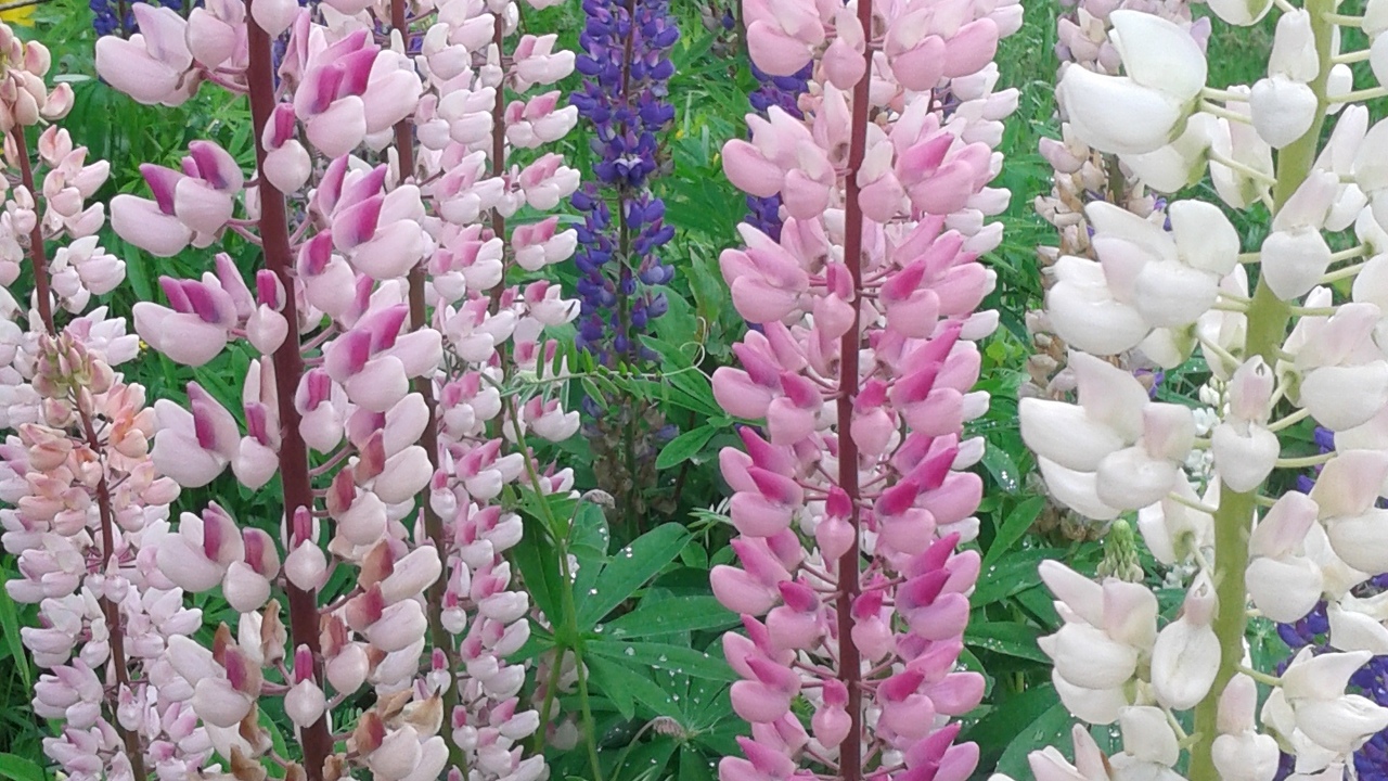 Lovely lupines